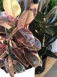 Ficus Elastica Ruby Tree (Rubber Tree) 10” Pot