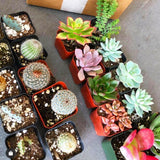 Assorted Mini Succulents Pack