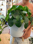 Adorable Large Pilea Pepperomia  8”