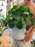 Adorable Large Pilea Pepperomia  8”