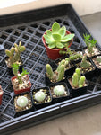 Assorted Mini Cactus