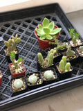 Assorted Mini Cactus