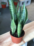 Sanseveria Trifaciata - Snake Plant 6” Pot