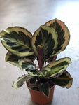 6” Calathea Medalion