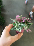 Mini Pink Polka Dots Plants