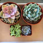 Benefit Starter Succulents Pack