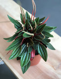 Peperomia Rosso