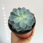 Echeveria Green Pearl