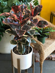 Ficus Elastica Ruby Tree (Rubber Tree) 10” Pot