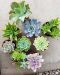 Benefit Starter Succulents Pack