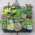 Assorted Mini Succulents Pack