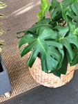 Awesome Monstera 10” Pot