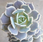 Echeveria Lola