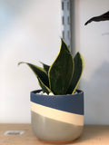 Snake Plant in Navy Planter