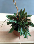 Peperomia Rosso