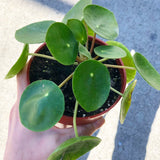 Adorable Pilea Pepperomia 4” Pot