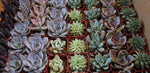 Rosette Mini Succulents Pack