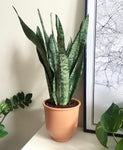 Sanseveria Trifaciata - Snake Plant 6” Pot