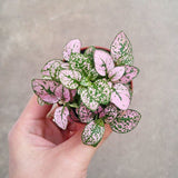 Mini Pink Polka Dots Plants