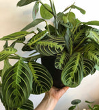 Prayer Plant