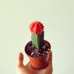 Grafted Cactus