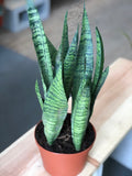 Sanseveria Trifaciata - Snake Plant 6” Pot