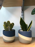 Snake Plant in Navy Planter