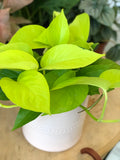 Neon Pothos - Medium Size 6” pot