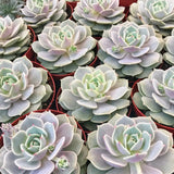 Echeveria Lola