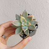 Rosette Mini Succulents Pack