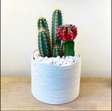 Cactus In A Simple Planter -Red