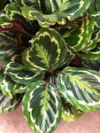 Calathea Medalion