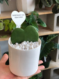 Adorable Heart Hoya in Ceramic Pot -Hoya Kerri