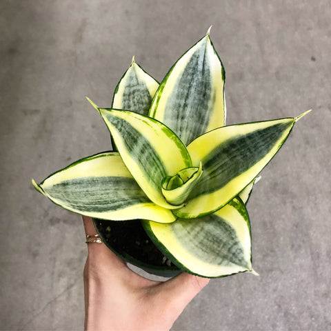 Adorable Sanseveria  - Snake Plant