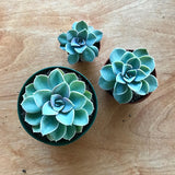 Echeveria Green Pearl