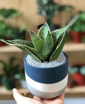 Snake Plant in Navy Planter