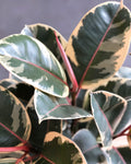 Ficus Elastica Mint Cream Plant (Rubber Tree) 6” pot