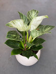 Philodendron Birkin 6” Pot