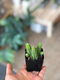 Assorted Mini Cactus