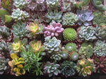 Assorted Mini Succulents Pack