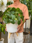 Adorable Large Pilea Pepperomia  8”