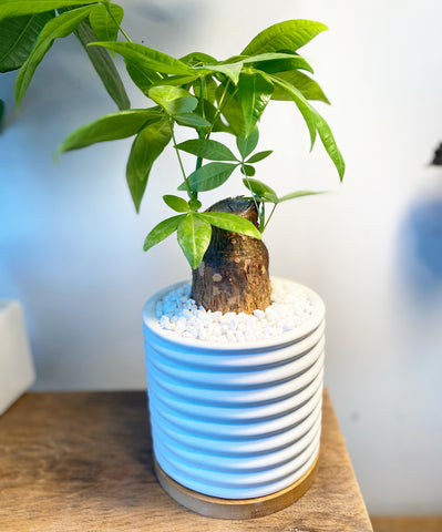 Money Tree  In A White Planter