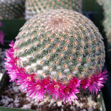 Mammillaria Cactus