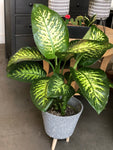 Large Dumbcane 8” pot