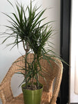 Dragon Plant - Dracena