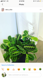 Maranta Lemon Lime Green Prayer Plant -Medium size (6” pot)