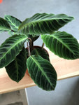 Calathea Warscewiczii 6" Pot