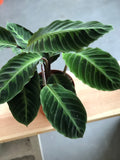 Calathea Warscewiczii 6" Pot