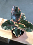 Ficus Elastica Ruby Tree (Rubber Tree) 6” pot