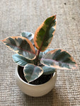 Ficus Elastica Ruby Tree (Rubber Tree) 6” pot